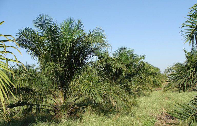 Perkebunan Kelapa Sawit Info Terlengkap